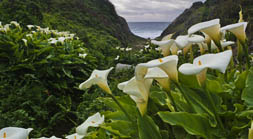 Calla Lillies at Garrapata Creek